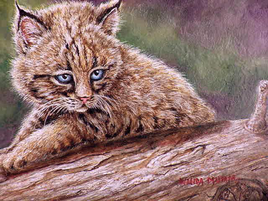 Bobcat Kitten