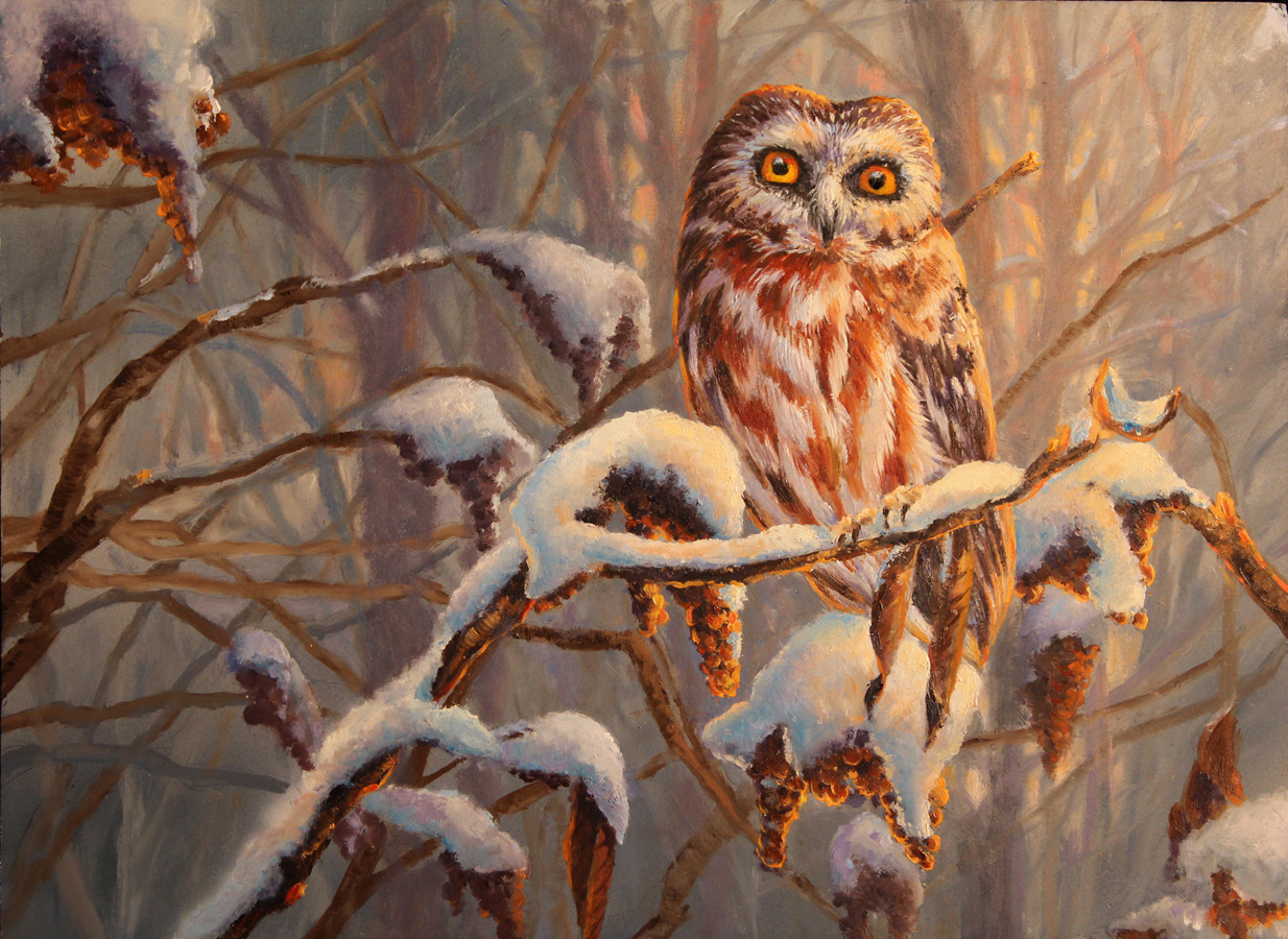 Winter Saw-whet Owl